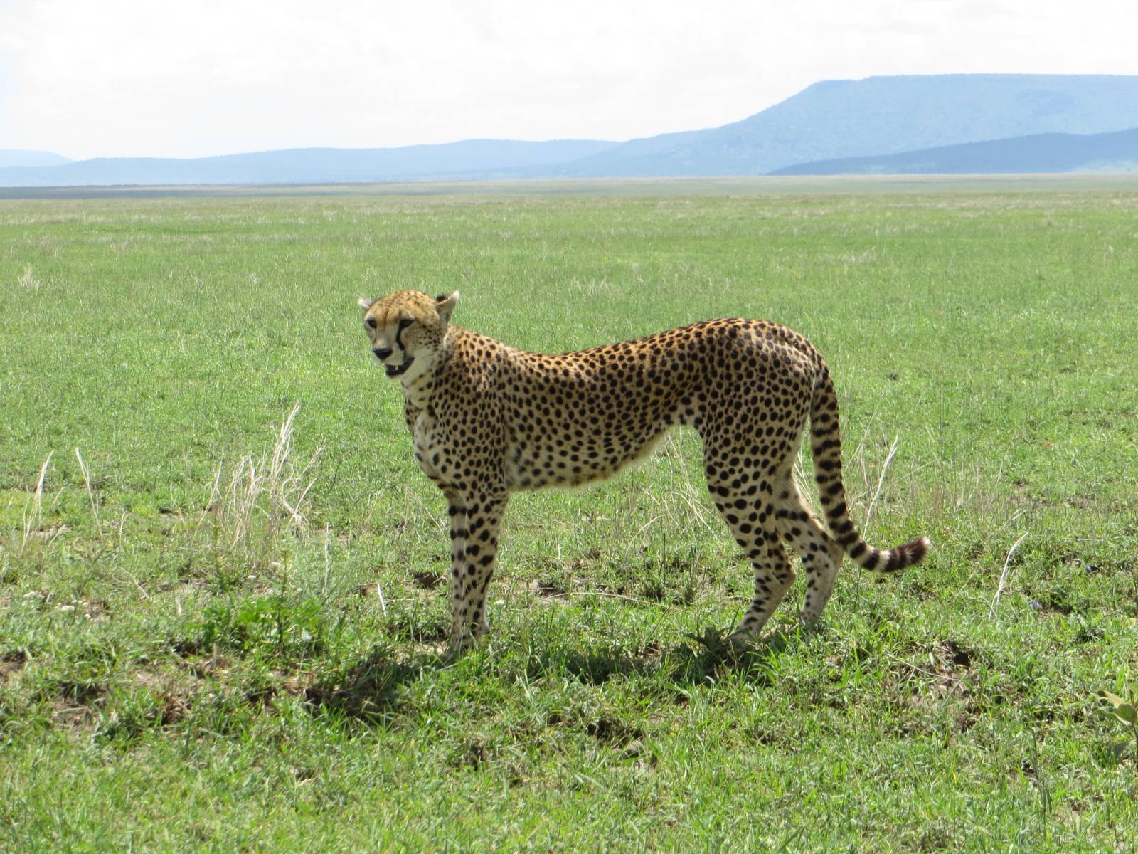 Tanzania Ultimate Luxury Safari