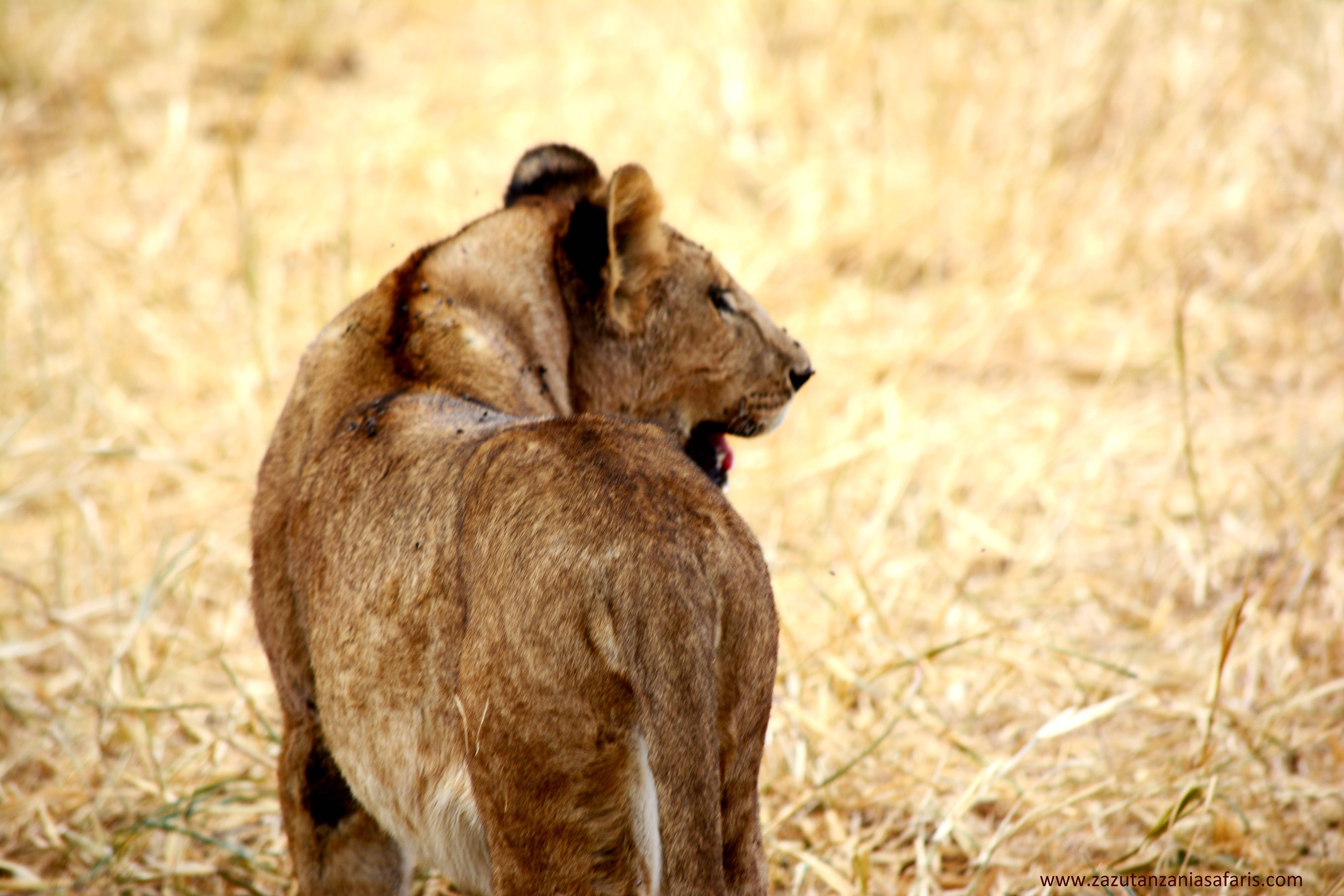 Selous game reserve