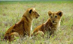 Tanzania Luxury Safari