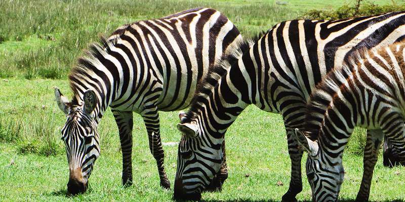 Tanzania lodge safari