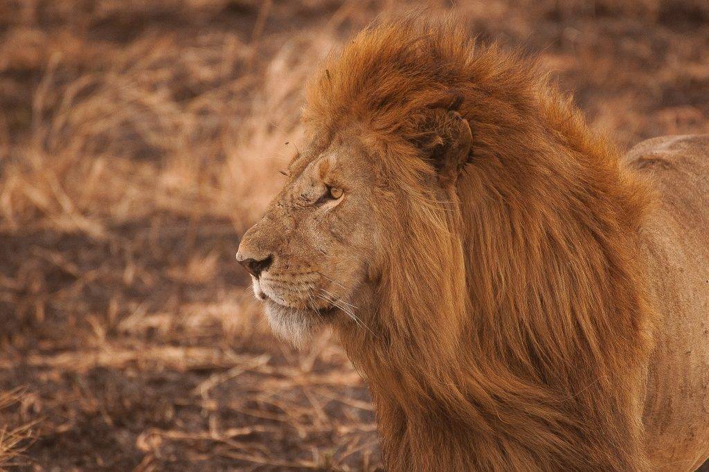 Maasai Mara