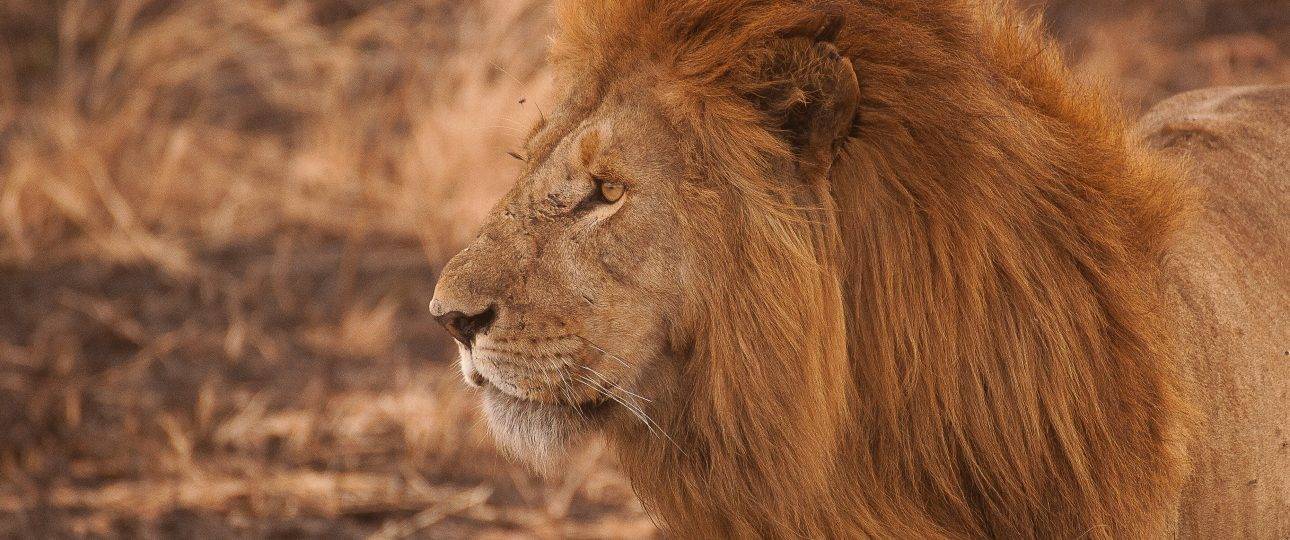 Maasai Mara