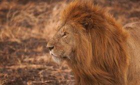 Maasai Mara