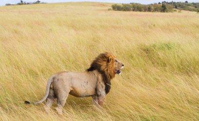 Tanzania Safaris Package
