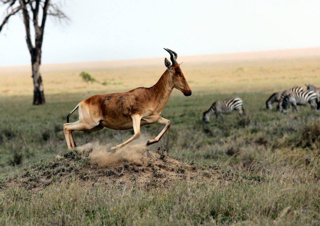 The Hartebeest on Sprinting Move