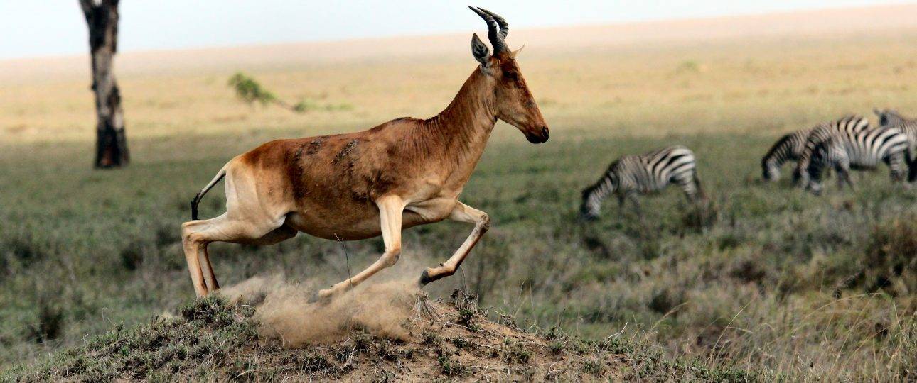 The Hartebeest on Sprinting Move