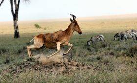 The Hartebeest on Sprinting Move