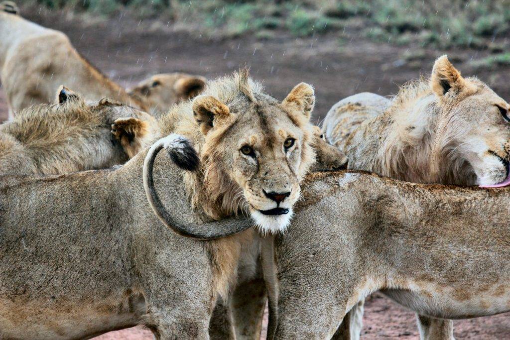 6 Day Tanzania Safari Tour package