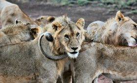 6 Day Tanzania Safari Tour package