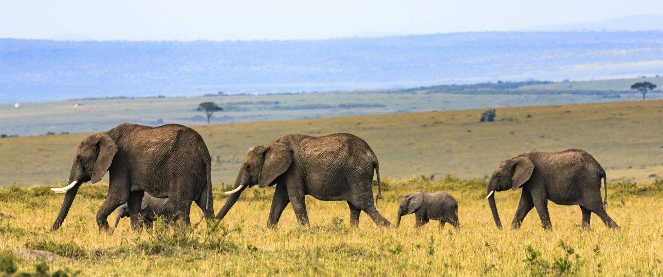 Tanzania Wildlife Safari Tour