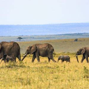 Tanzania Wildlife Safari Tour