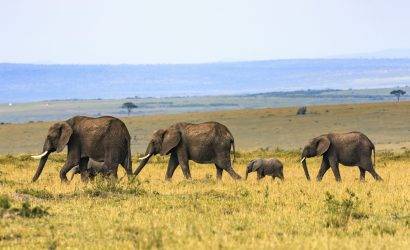 Tanzania Wildlife Safari Tour
