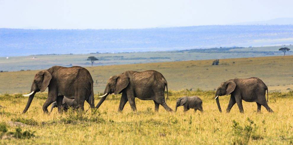 Tanzania Wildlife Safari Tour