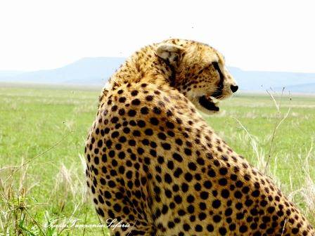 Tanzania photograpphy safari