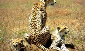 Tanzania Safari Trip