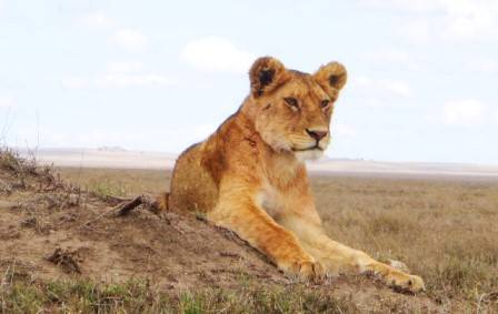 Tanzania Safari Tours