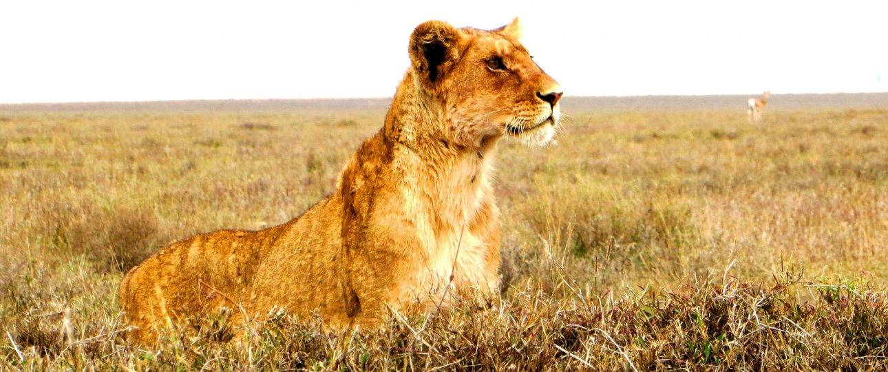 Tanzania Safari