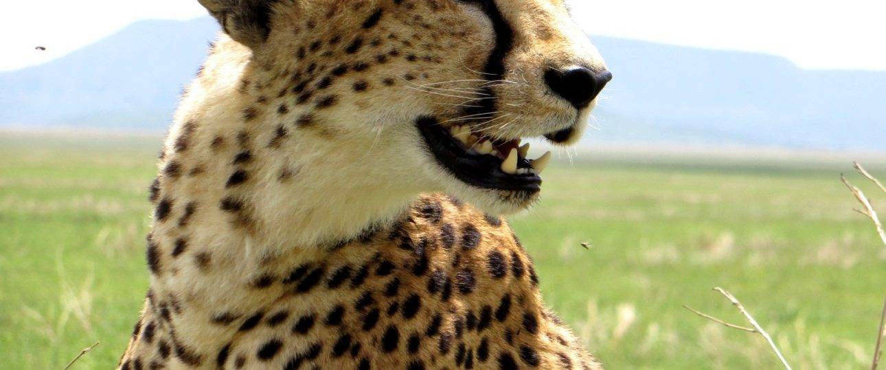 Tanzania Safari Photo