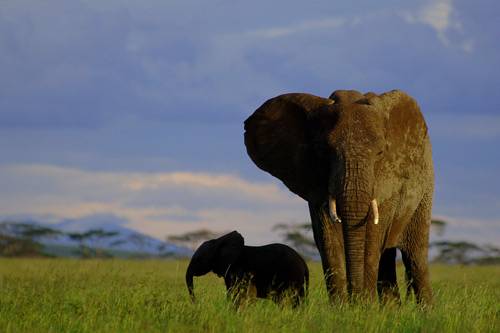We Have Wide Selection of Tanzania Safari Tours 