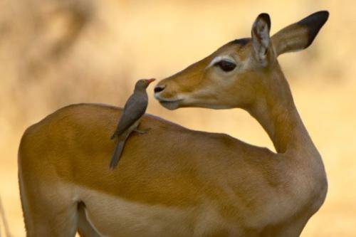 Impala Photo Taken by our Tanzania Safari Experts 