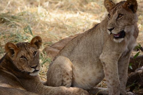 Tanzania Safari-The Pride of Lions in Serengeti 