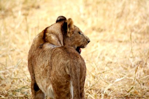 Young Male Lion Spotted During Our Tanzania Safari   