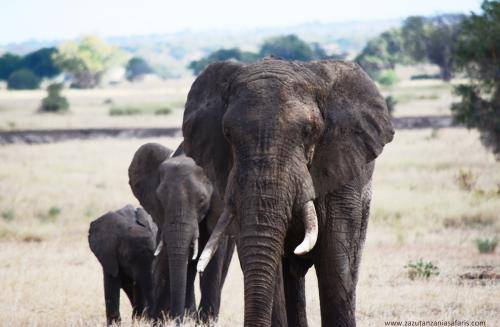 Elephants Grazing in Tarangire National Park 