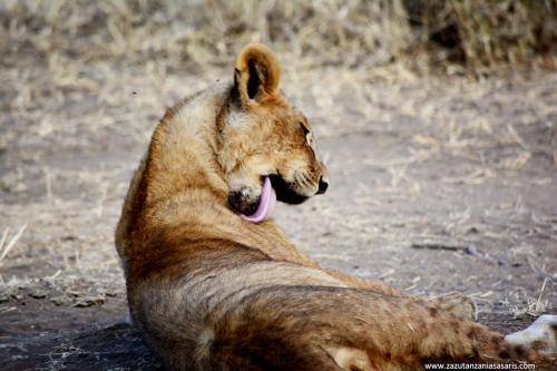 Young Male Lion Spotted During Our Tanzania Safari   