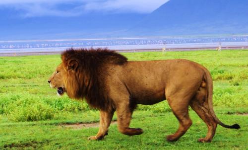 Tanzania Big Five Safari - Male Lion in Ngorongoro Crater 