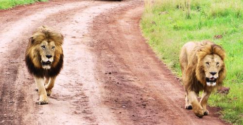  Male Lions Coming Face-to-Face to Our Safari Jeep 