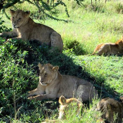  We Encountered This Big Pride of Lions.   