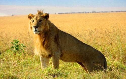 Young Male Lion in Ngorongoro