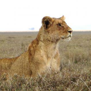 Lioness Hunting is Unique Sighting on Tanzania Safari 