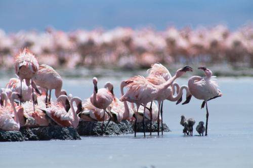Flamingos in Lake Magadi -  Tanzania Safaris Tours 