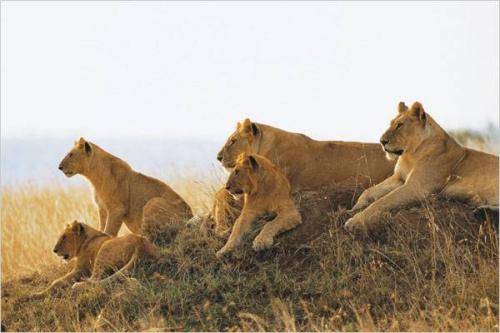 A Big Pride of Lions on Vantage Point in Serengeti 